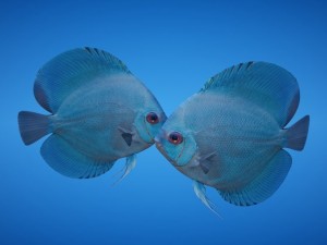 blue discus fish 3D Model