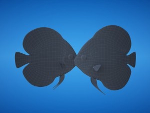 blue discus fish 3D Model