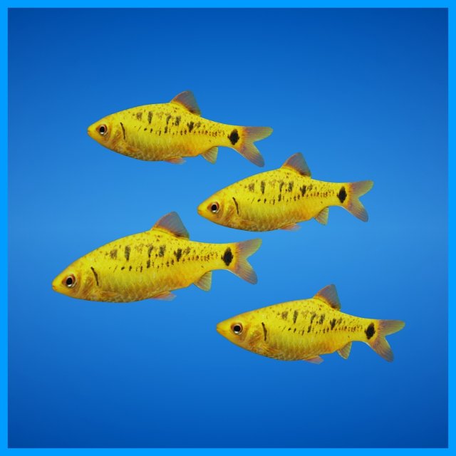golden barb fish 3D Model .c4d .max .obj .3ds .fbx .stl .blend 