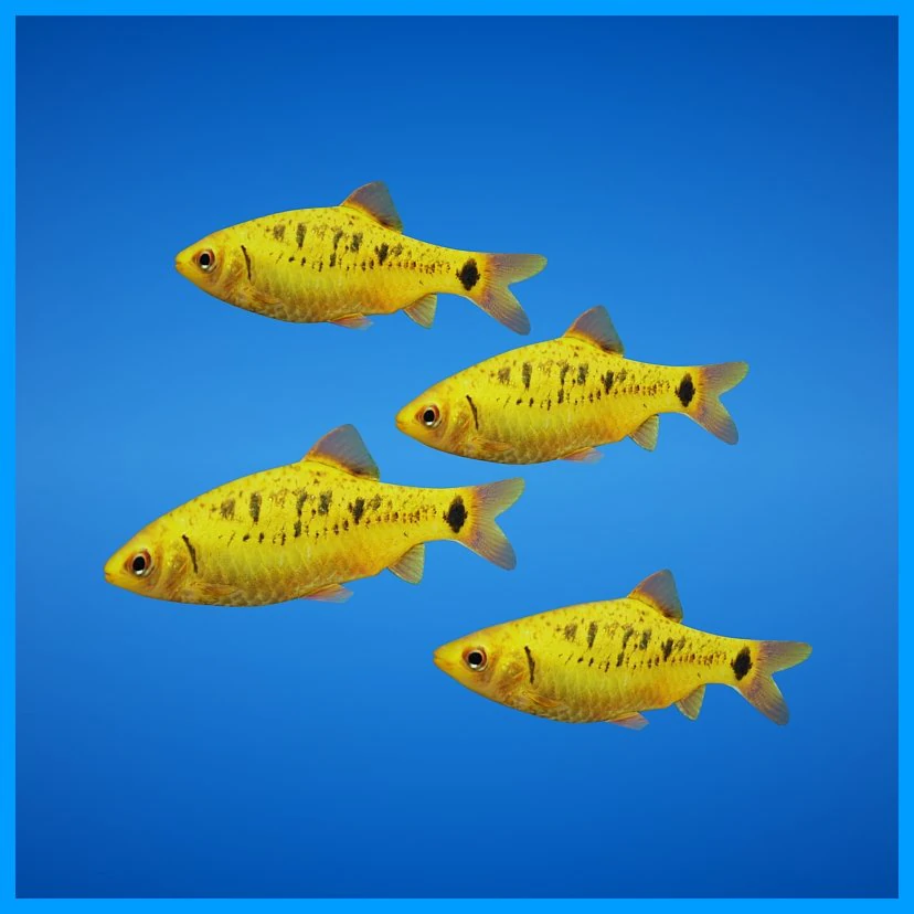 golden barb fish 3D Model .c4d .max .obj .3ds .fbx .stl .blend 