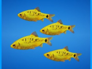 golden barb fish 3Dモデル