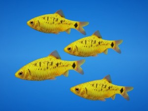golden barb fish 3D Model