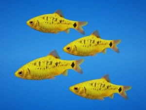 golden barb fish 3D Model