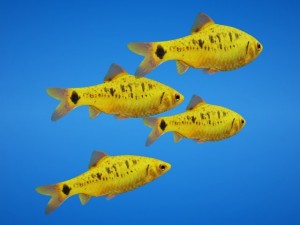 golden barb fish 3D Model