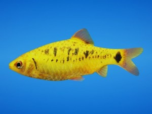 golden barb fish 3D Model