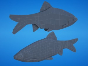 golden barb fish 3D Model