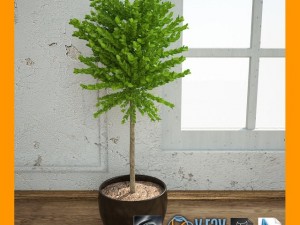 interiorplant3 3D Model