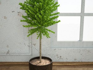 interiorplant3 Modello 3D