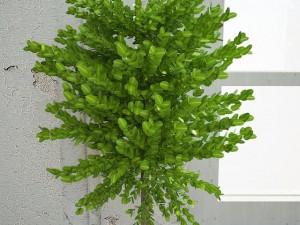 interiorplant3 Modello 3D