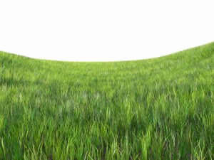 dynamic grass 3Dモデル