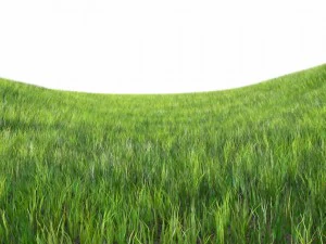 다이나믹 잔디 3D 모델