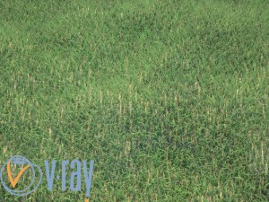 realistic grass 3D Model