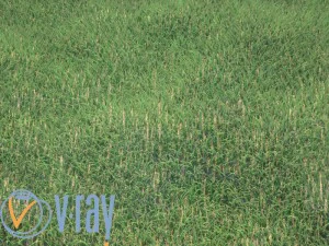 realistic grass 3D Model