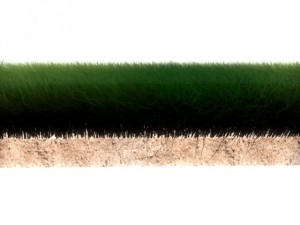 dynamic grass 3D Model