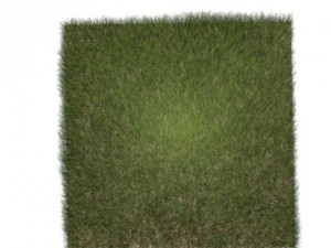 dynamic grass 3D Model