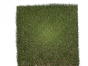 dynamic grass 3D Model