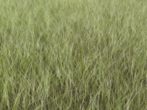 dynamic grass pack 3D Model