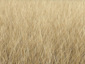 dynamic grass pack 3D Model