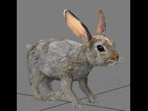 兔子 3D 模型