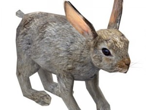 rabbit 3D Model