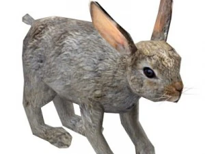rabbit 3D Model