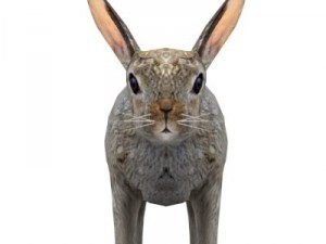 rabbit 3D Model