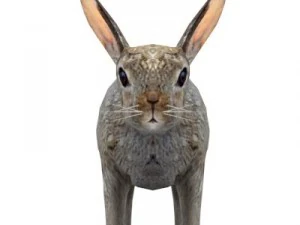 rabbit 3D Model