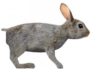 rabbit 3D Model