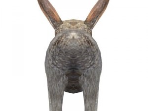 rabbit 3D Model