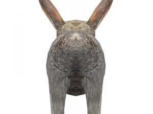 rabbit 3D Model