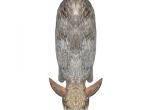 rabbit 3D Model