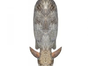 rabbit 3D Model