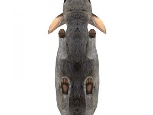 rabbit 3D Model