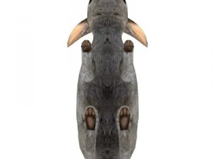 rabbit 3D Model