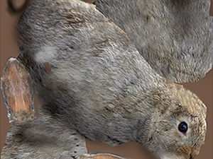 rabbit 3D Model