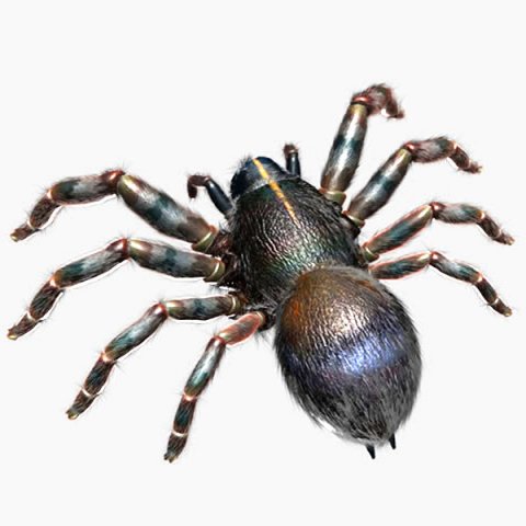 spider 3D Model .c4d .max .obj .3ds .fbx .stl .blend 