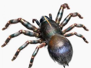 spider 3D 모델