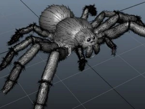 spider 3D Model