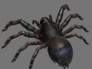 spider 3D Model