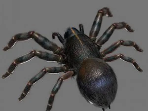 spider 3D Model