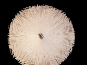 бамбуковый зонтик 3D Модель