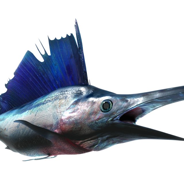 marlin blue 3D Model .c4d .max .obj .3ds .fbx .stl .blend 