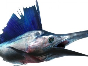marlin blue 3D-Modell