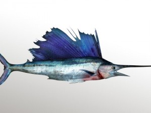 marlin blue 3D Model