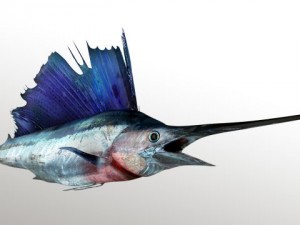 marlin blue 3D Model