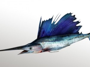 marlin blue 3D Model