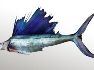 marlin blue 3D Model