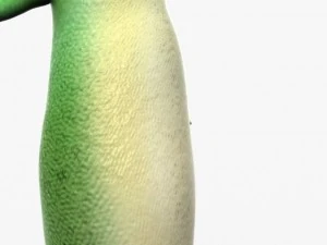 geico lizard 3D Model