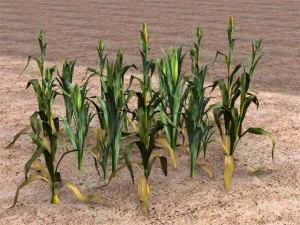 corn 3D Модель