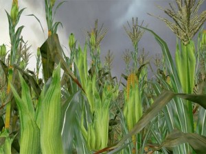 corn 3D 모델